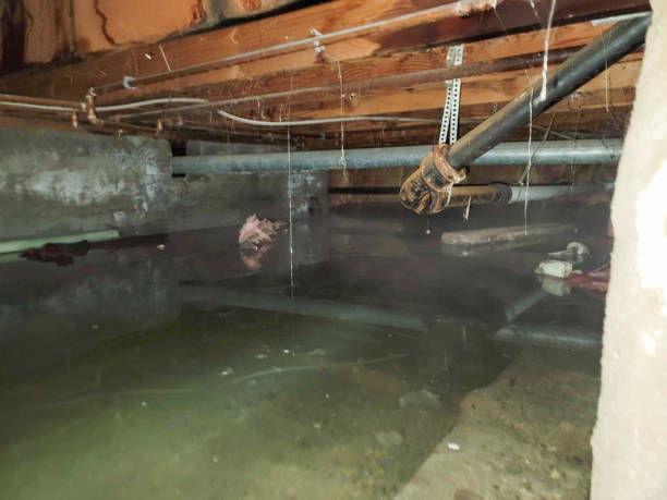 Best Local water damage restoration  in North Fort Myers, FL